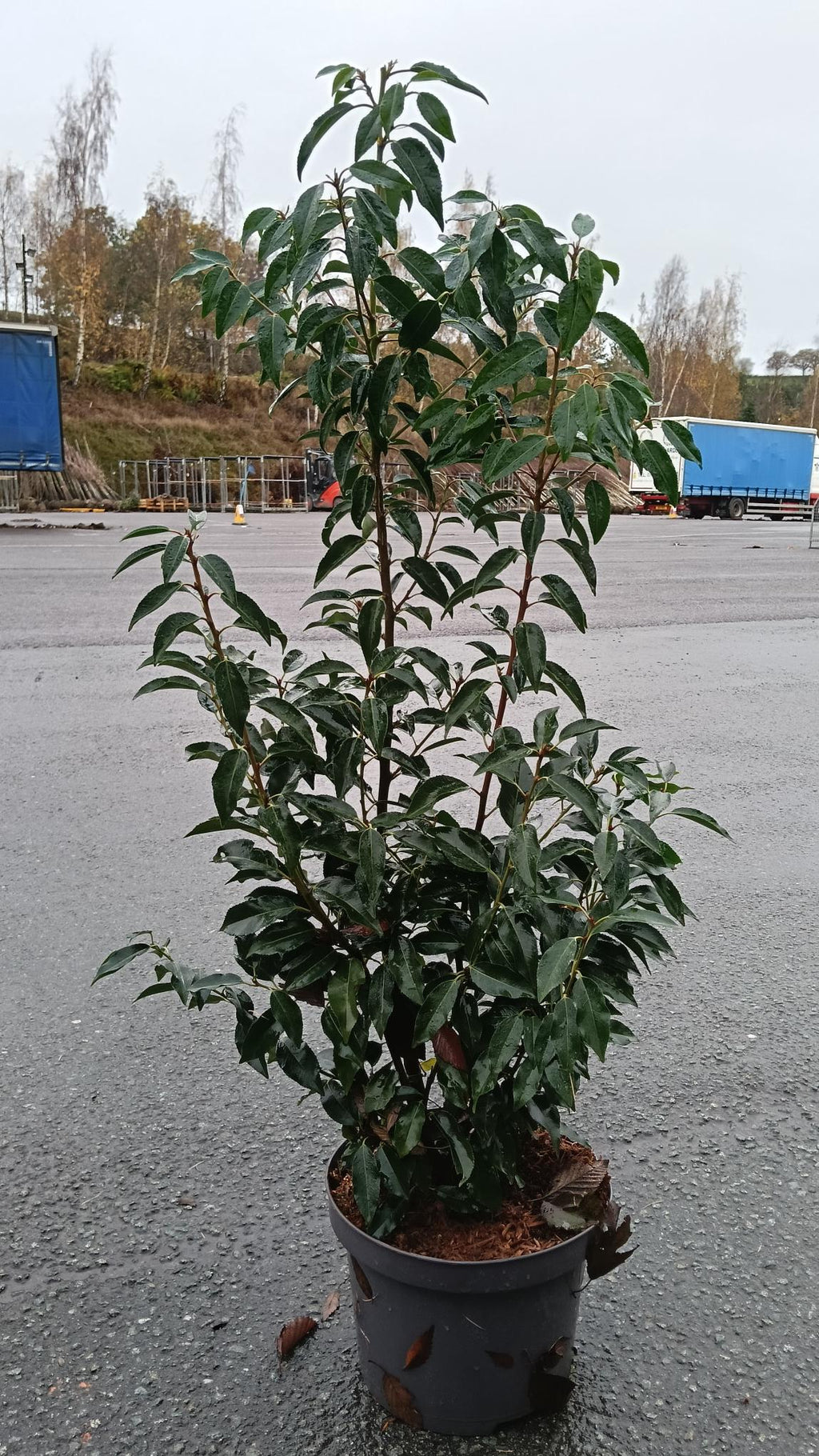 Prunus lusitanica (Portuguese Laurel) - Potted