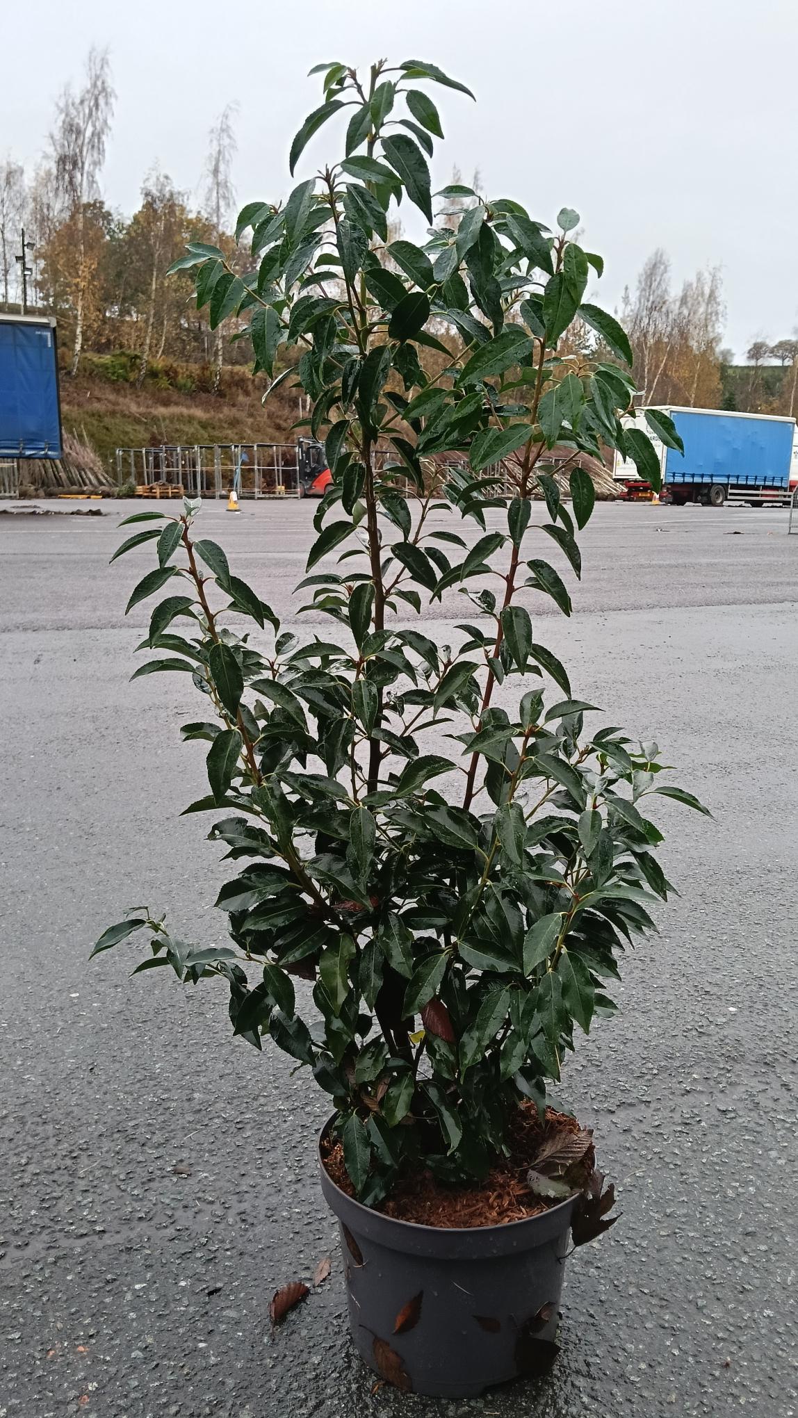 Prunus lusitanica (Portuguese Laurel) - Potted