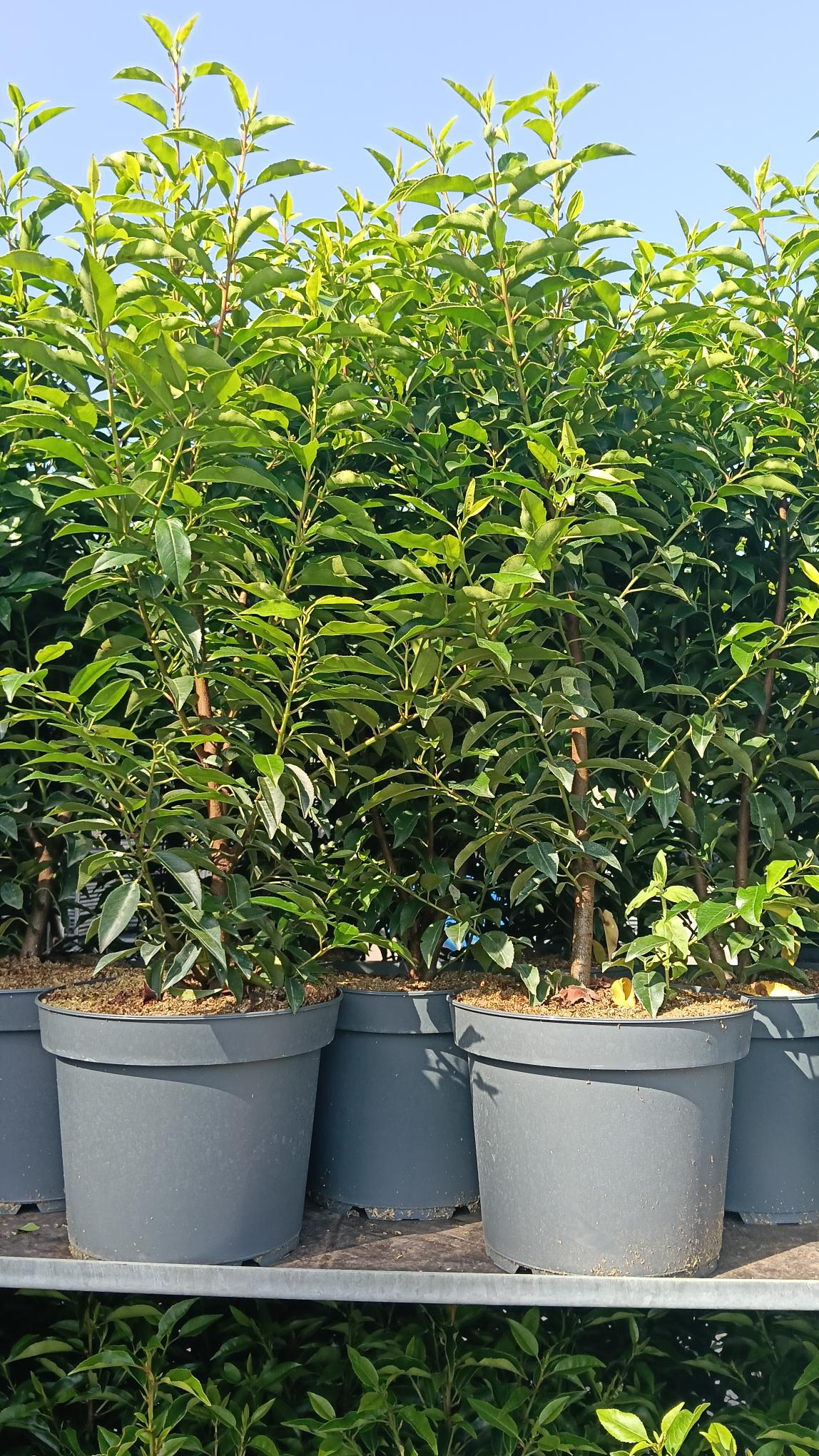 Prunus lusitanica (Portuguese Laurel) - Potted