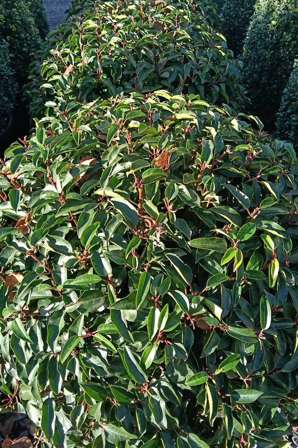 Prunus lusitanica Ball- trimmed topiary ball