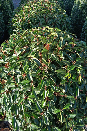Prunus lusitanica Ball- trimmed topiary ball