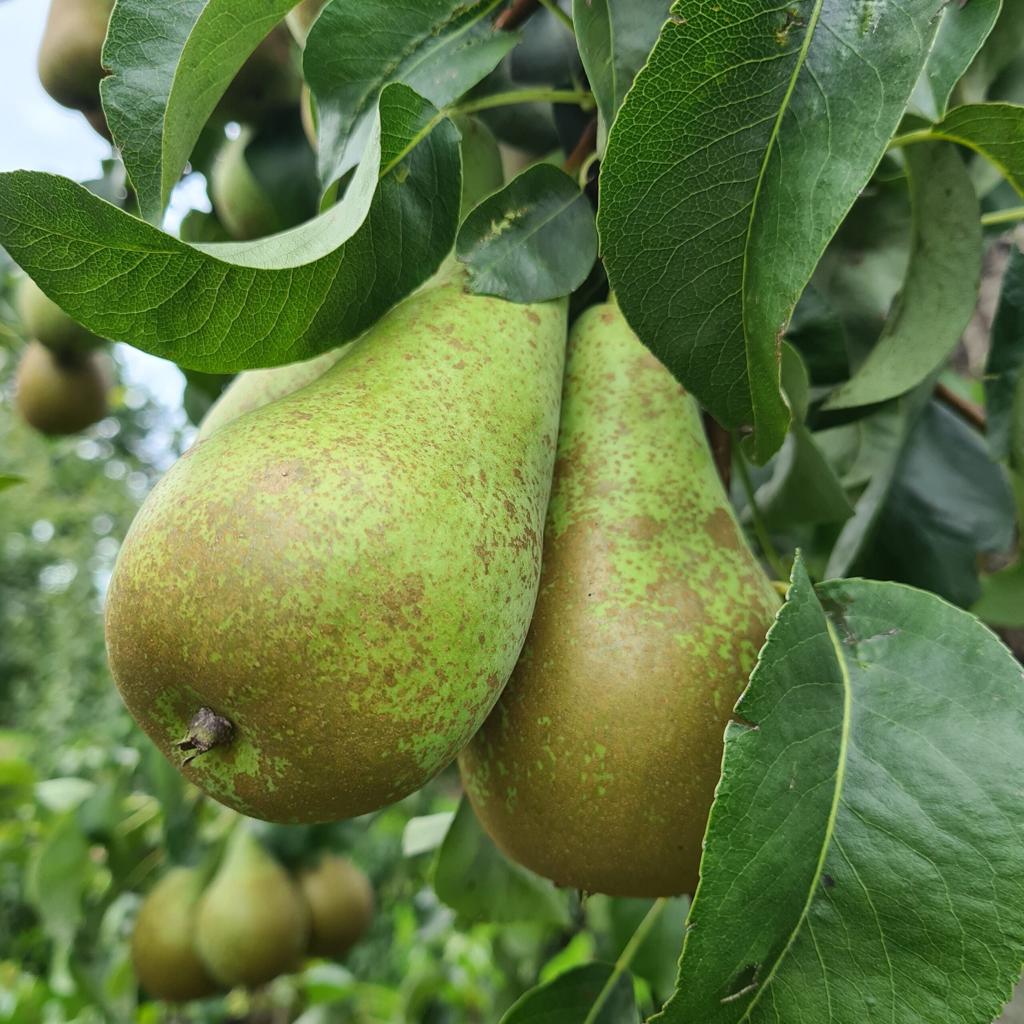 Pyrus 'Conference' (Conference Pear) -80-100cm- 10L pot