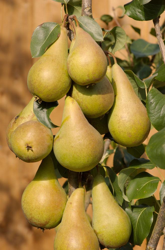 Pyrus communis 'Concorde'-10L pot - 120-150cm
