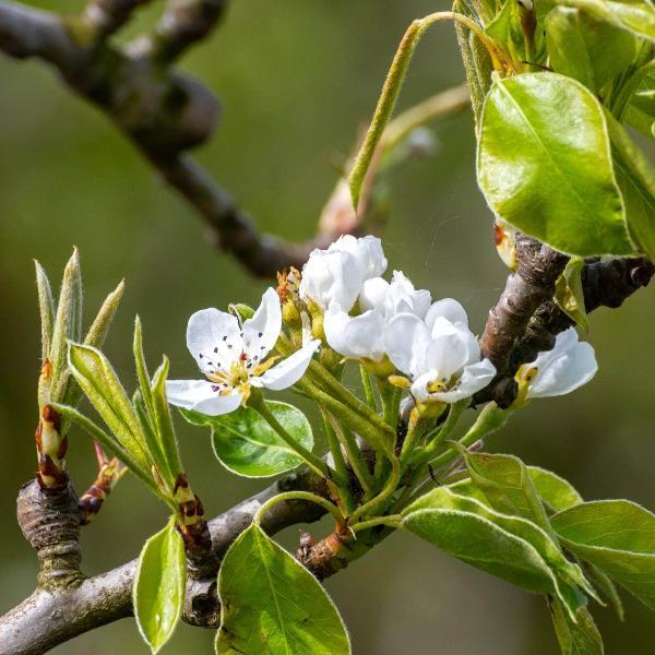 Pyrus communis 'Concorde'-10L pot - 120-150cm