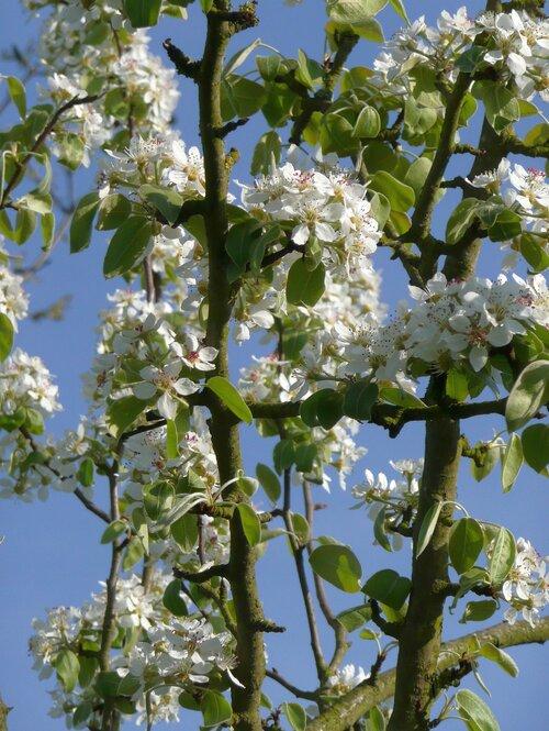 Pyrus 'Conference' (Conference Pear) -80-100cm- 10L pot