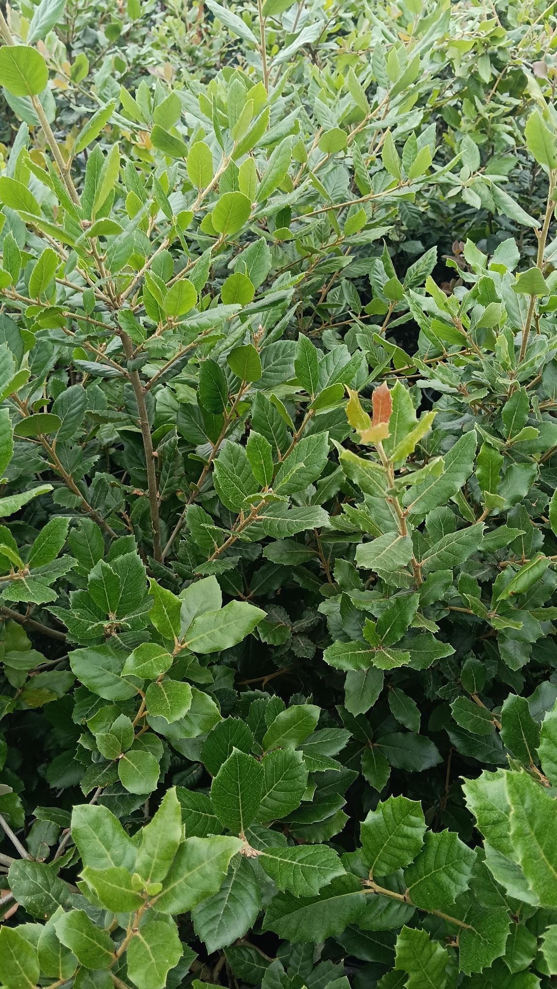 Quercus Ilex (Evergreen Oak) -Potted