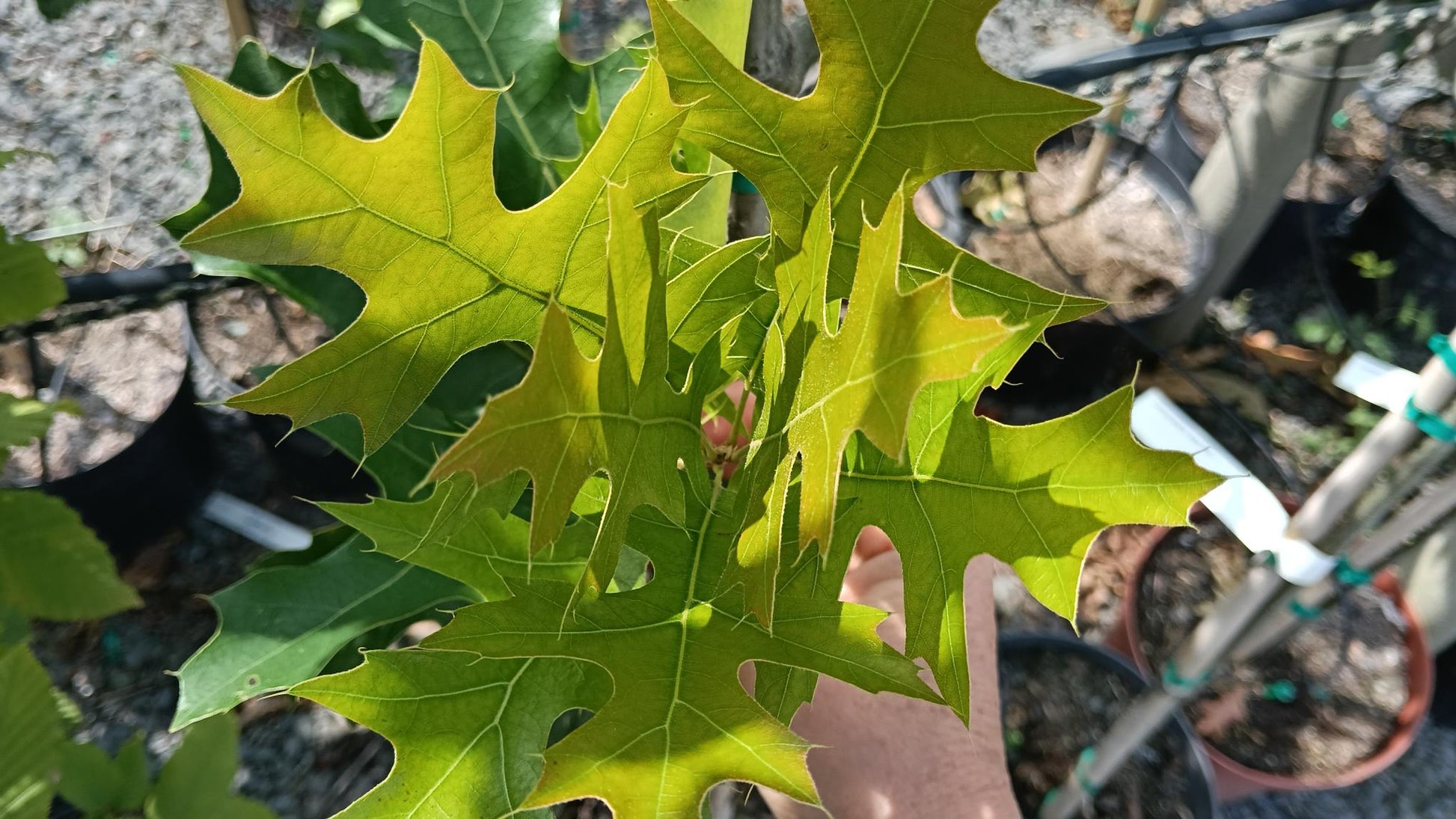 Quercus palustris 'Green Pillar' 10L pot