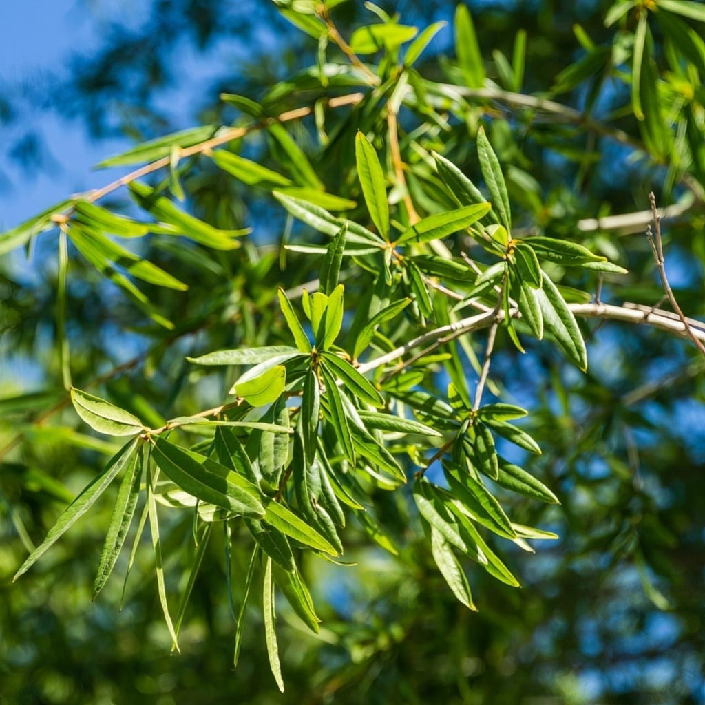 Quercus phellos 10L pot