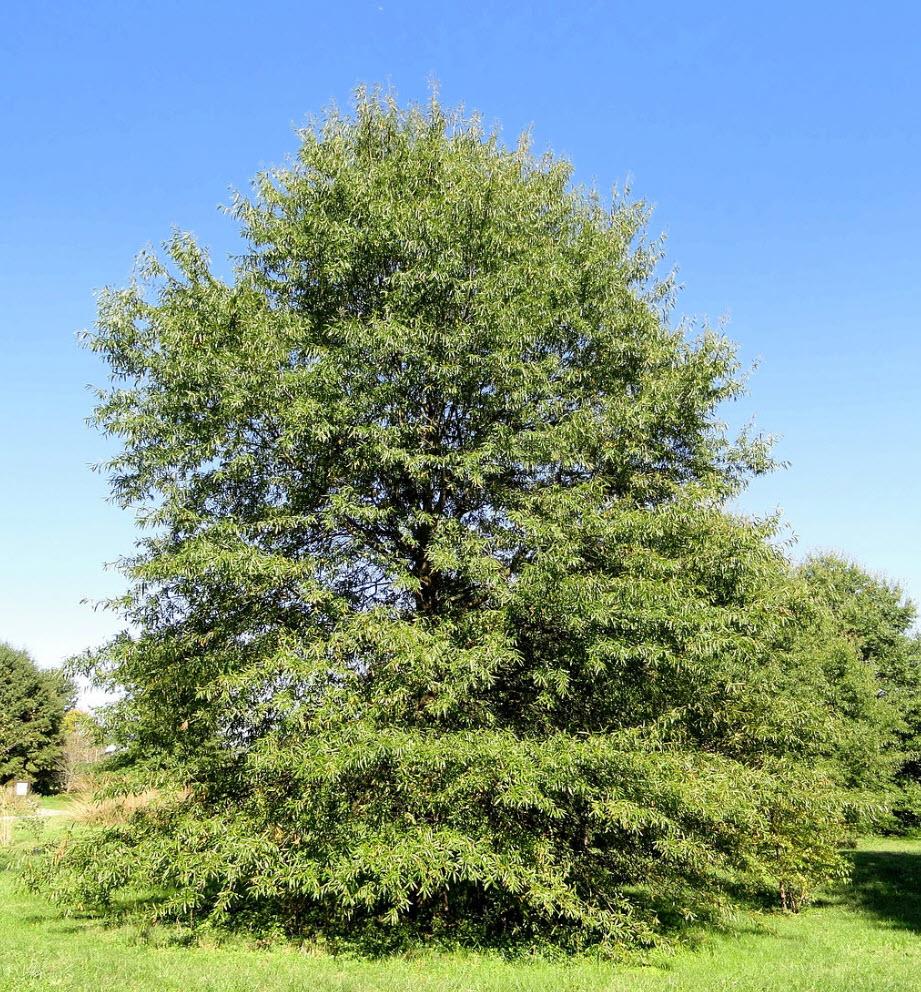 Quercus phellos 10L pot