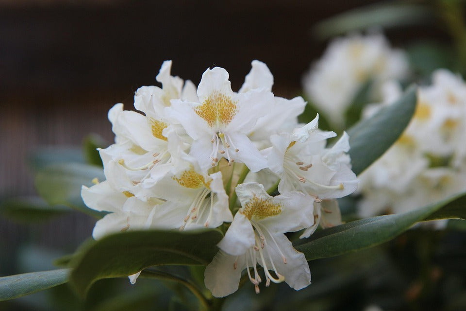 Rhododendron 'Cunningham's White' -7.5L Pot