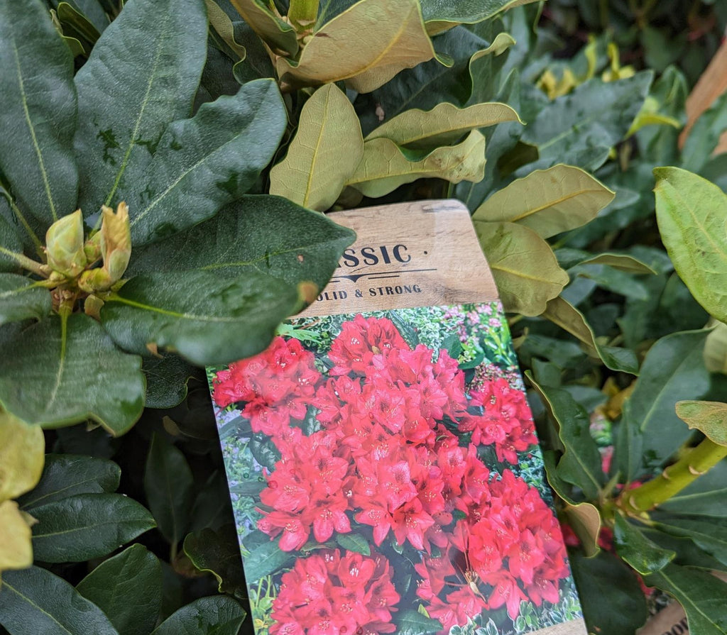 Rhododendron 'Nova Zembla' - Potted