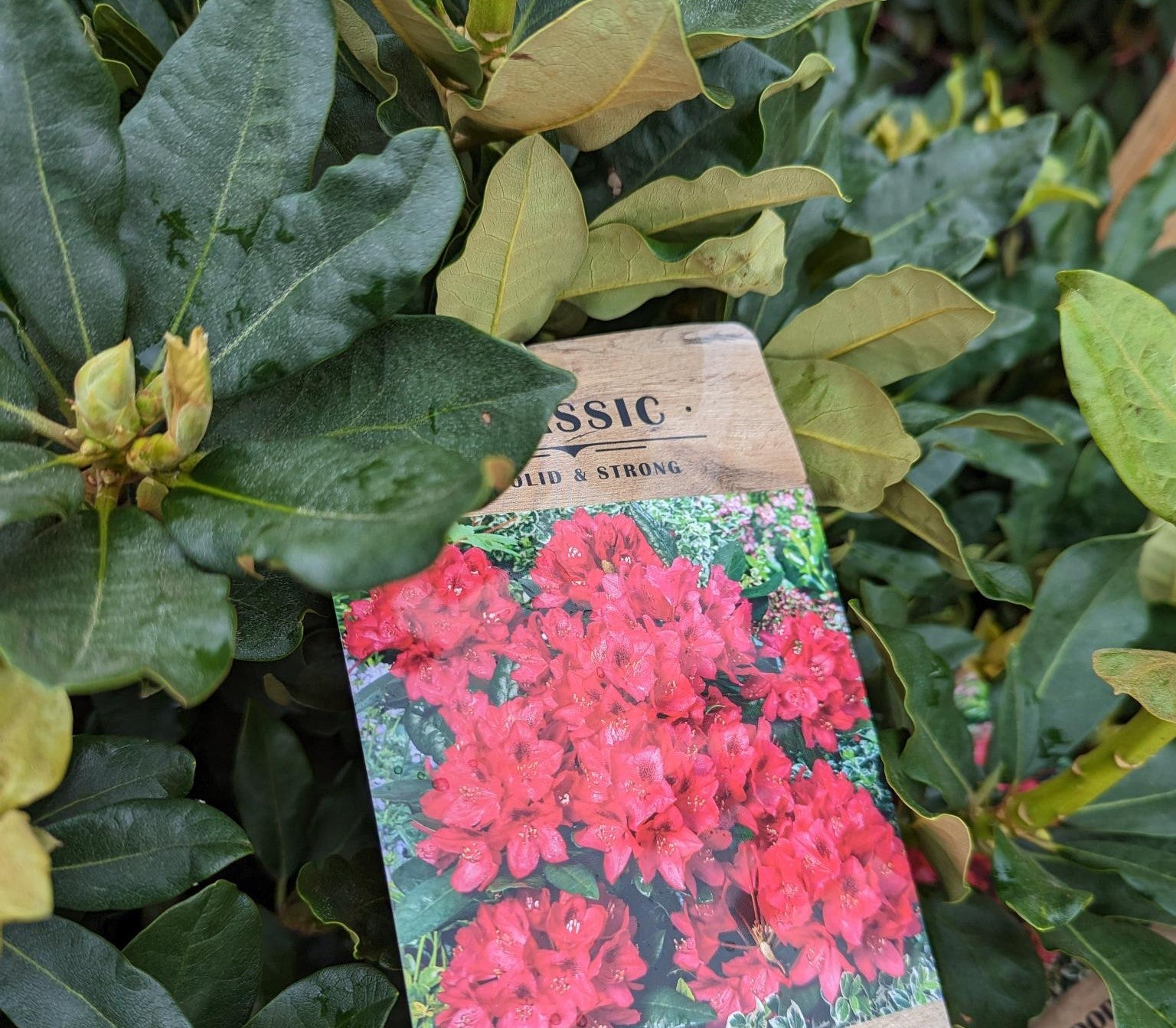 Rhododendron 'Nova Zembla' - Potted