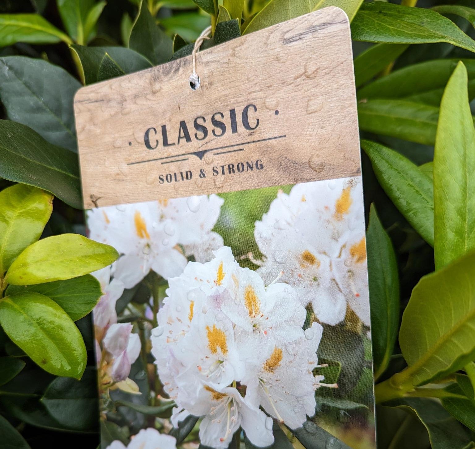 Rhododendron 'Cunningham's White' -7.5L Pot