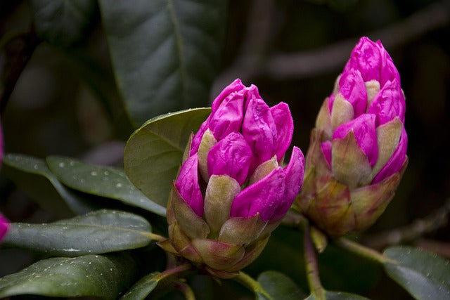 Close-up of pink flower buds on a green leafy background