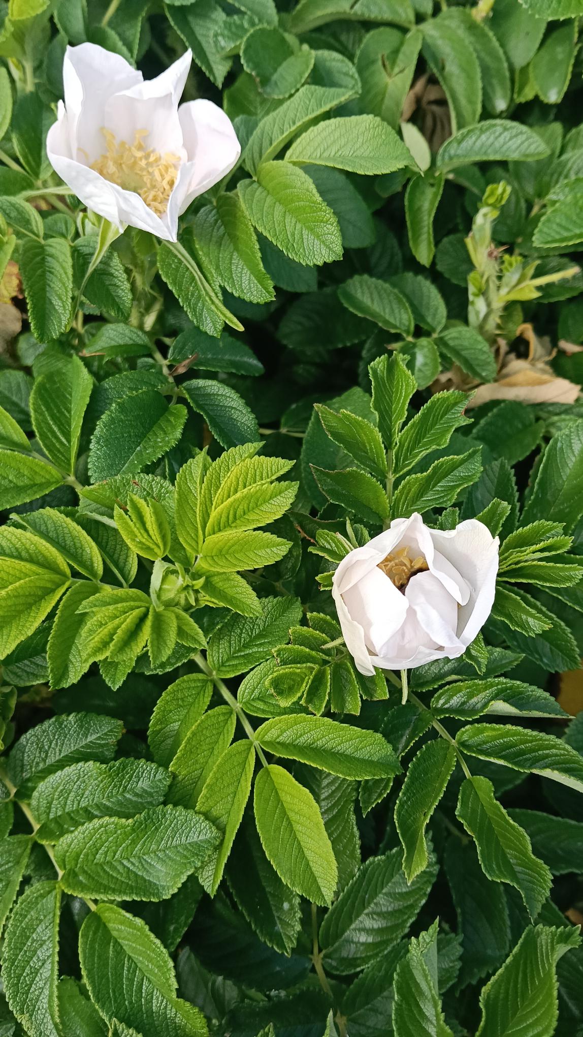 Rosa rugosa (Hedging Rose) -2L pot