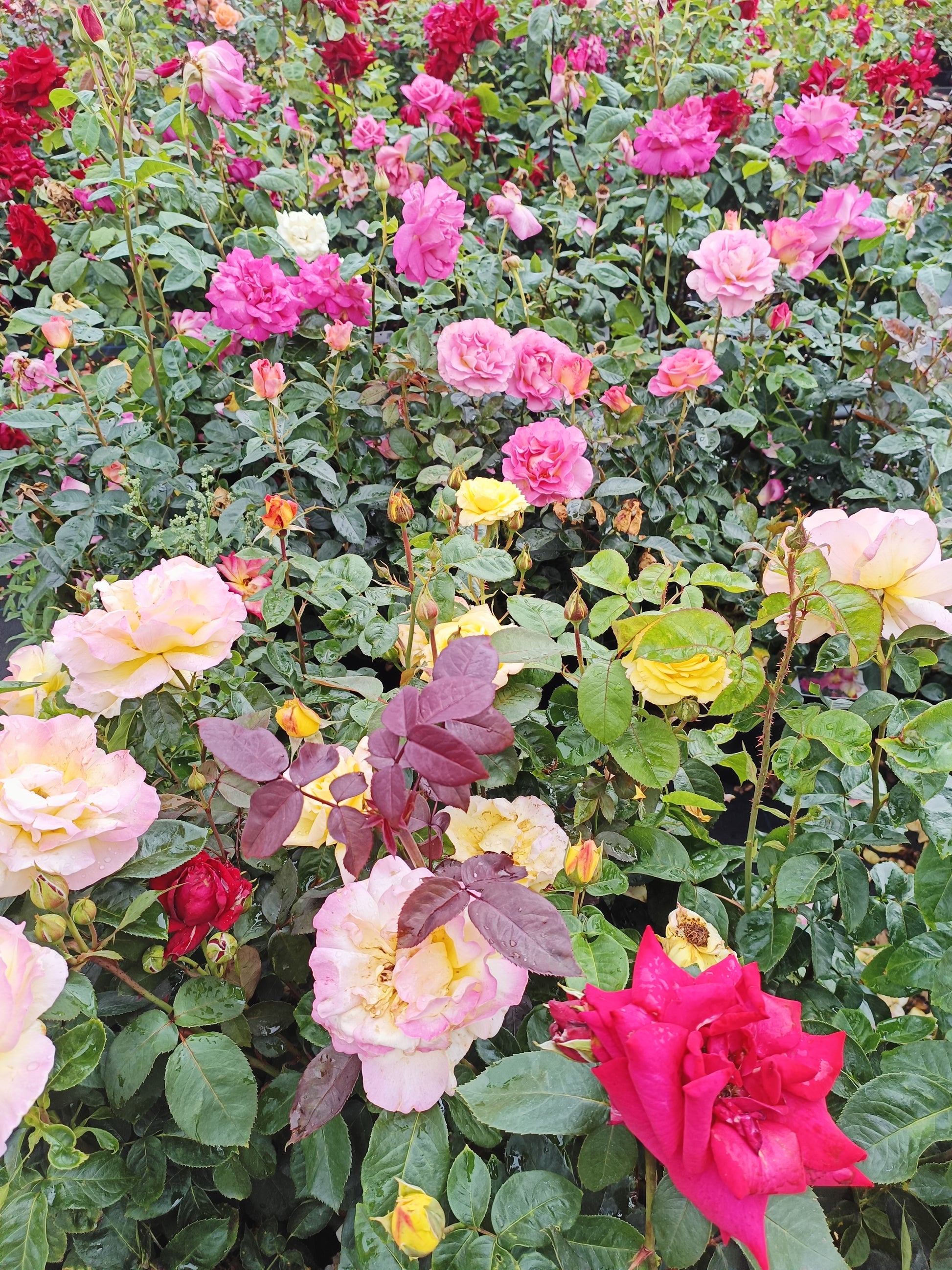Bouquet of colorful roses with green leaves