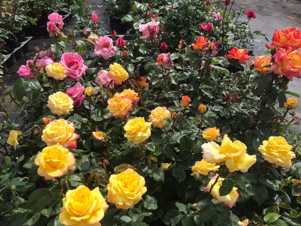 Bouquet of yellow, pink, and orange flowers with green leaves.