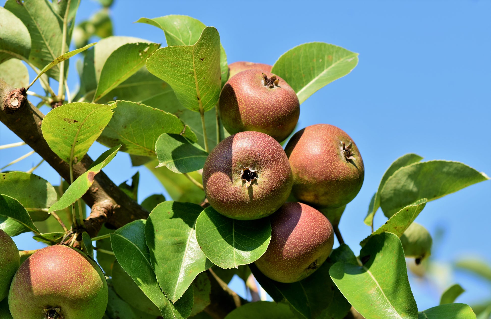 Malus domestica 'Egremont Russet' (Apple) 10L pot -120-150cm