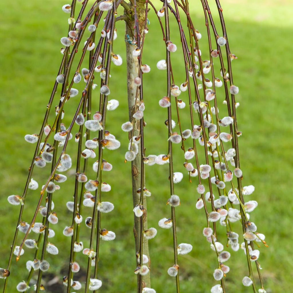 Salix caprea 'Kilmarnock' (Kilmarnock Willow) -7.5L pot
