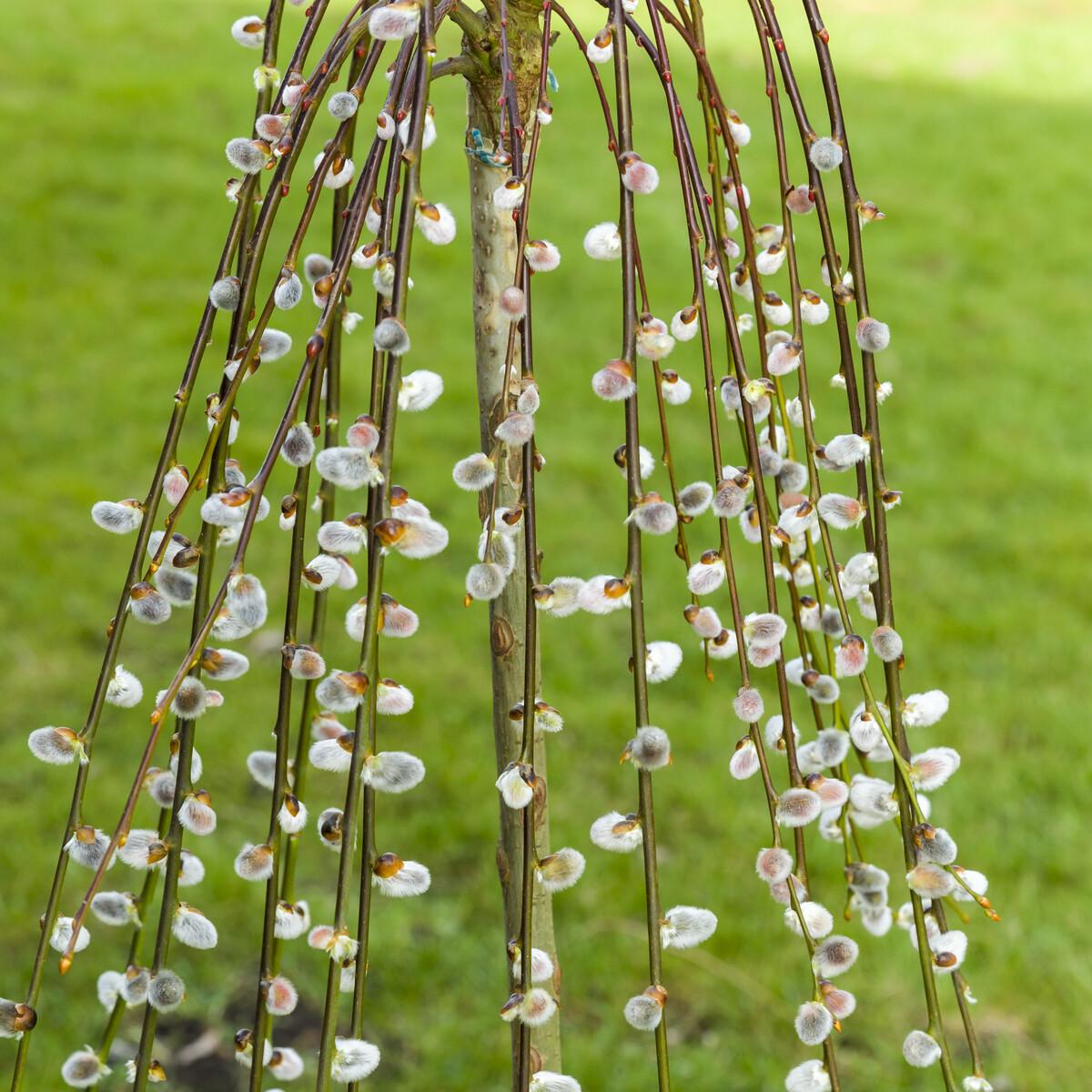 Salix caprea 'Kilmarnock' (Kilmarnock Willow) -7.5L pot