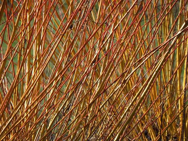 Salix viminalis (Basket Willow) -Bare root