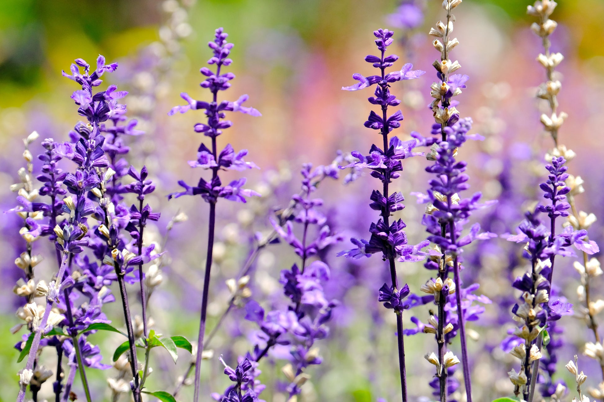 Salvia nemerosa 'Caradonna' -2L pot