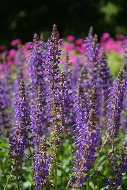 Salvia nemerosa -2L pot