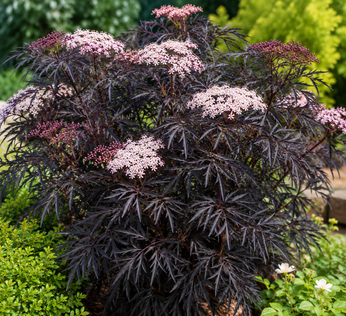 Sambucus nigra 'Black Lace' -Potted