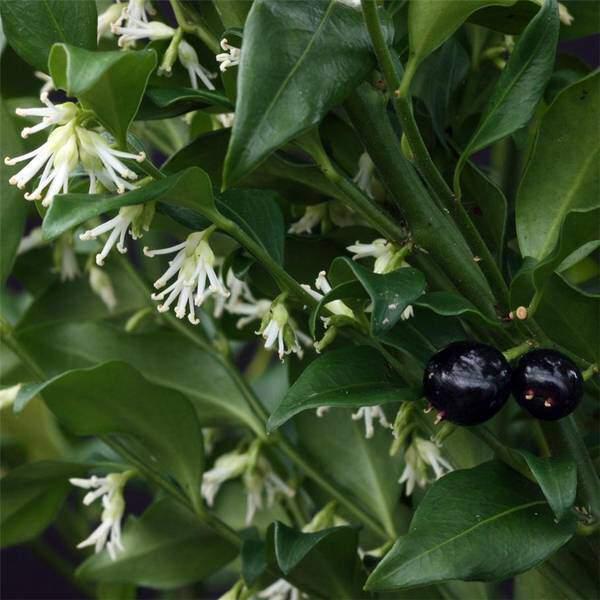Sarcocococca confusa (Christmas Box)
