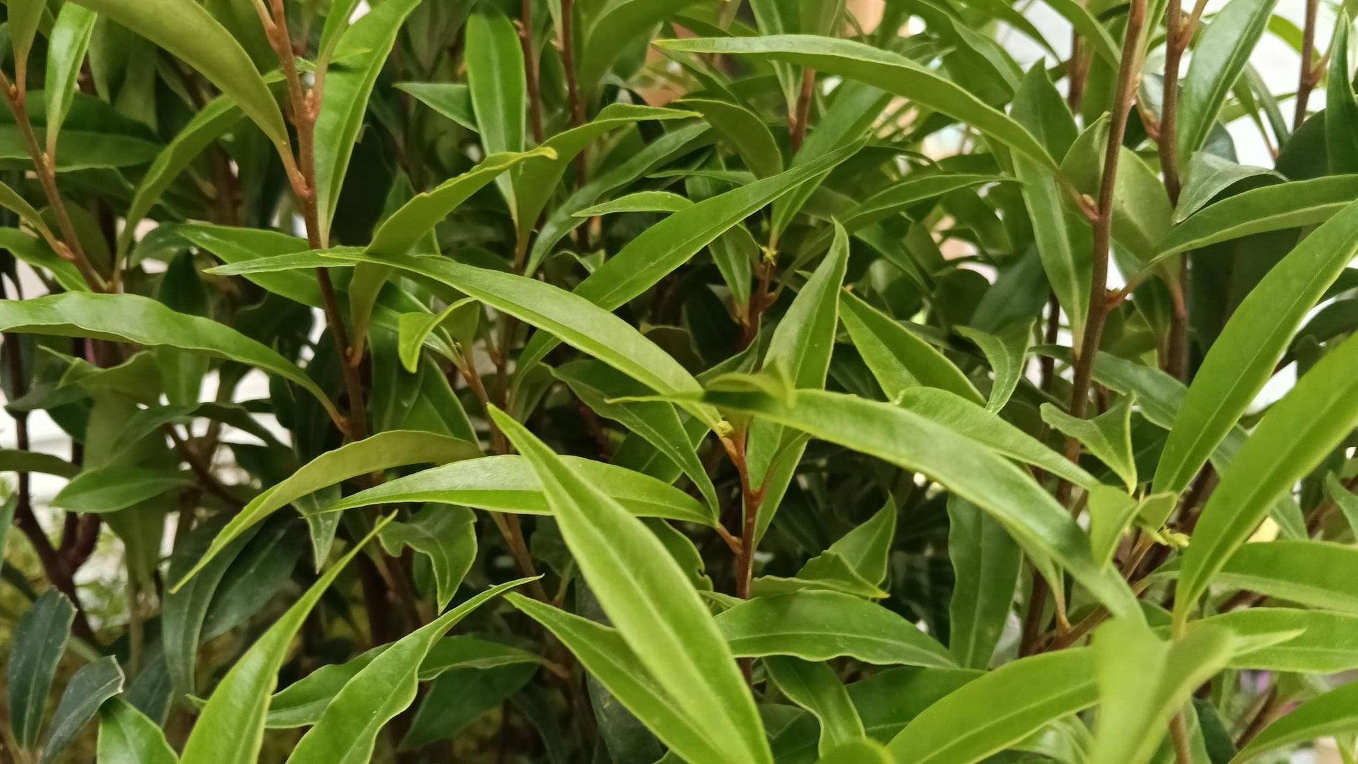 Sarcococca ruscifolia (Chinese Sweet Box - Potted