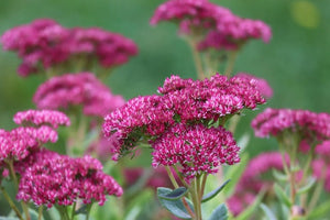 Close-up of pink Sedum flowers with a blurred green background