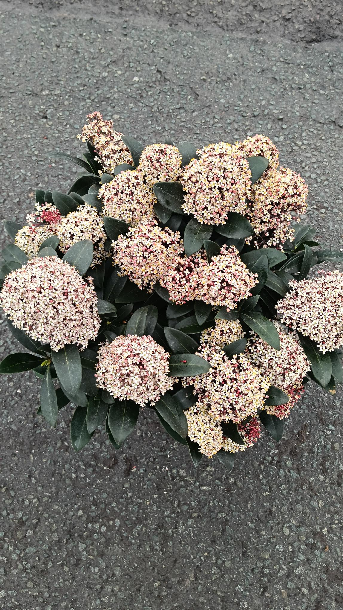Skimmia japonica 'Rubella' -Potted
