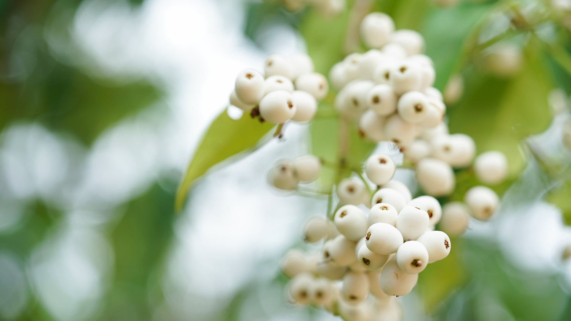 Sorbus arn. 'White Wax' 10L pot