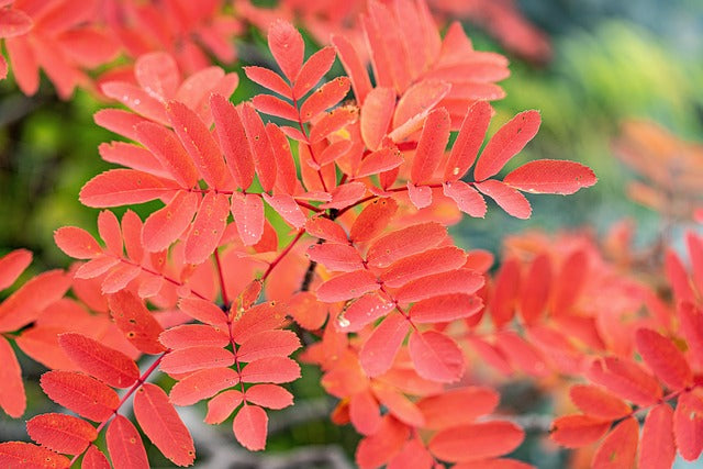 Sorbus 'Autumn Spire' (Flanrock) -10L pot