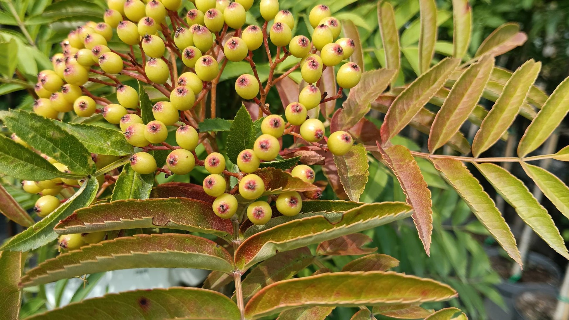 Sorbus 'Autumn Spire' -10L pot