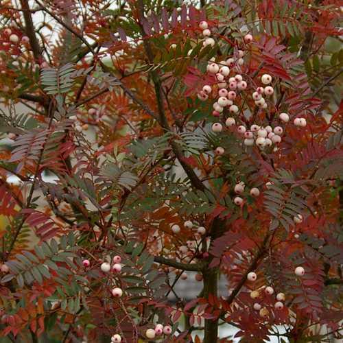 Sorbus vilmorinii (Vilmorin's Rowan)- 10L pot