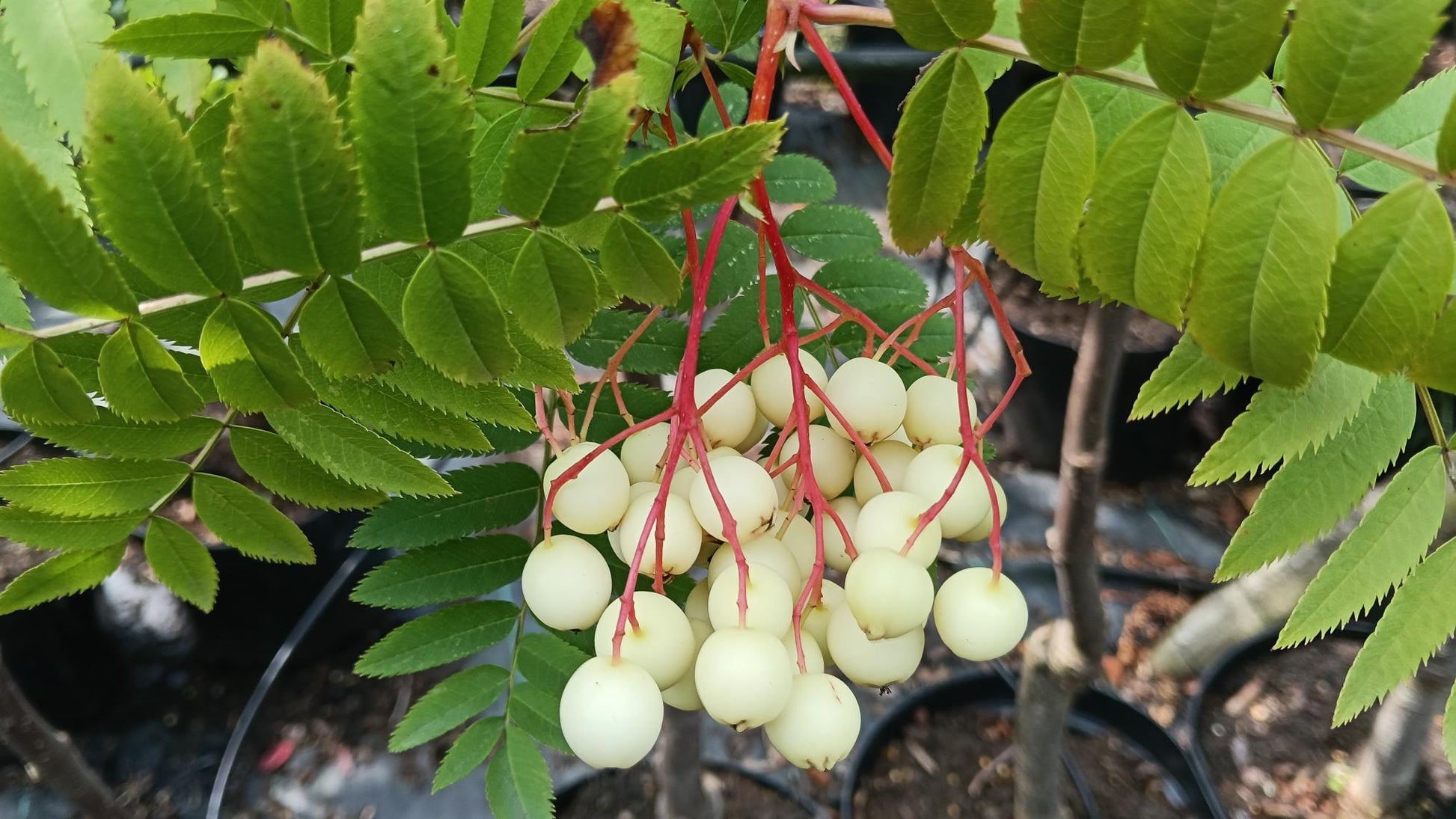 Sorbus 'Cashmeriana'(Himalayan Whitebeam)  -10L pot