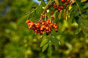 Bunch of red berries on a branch with green leaves against a blurred green background