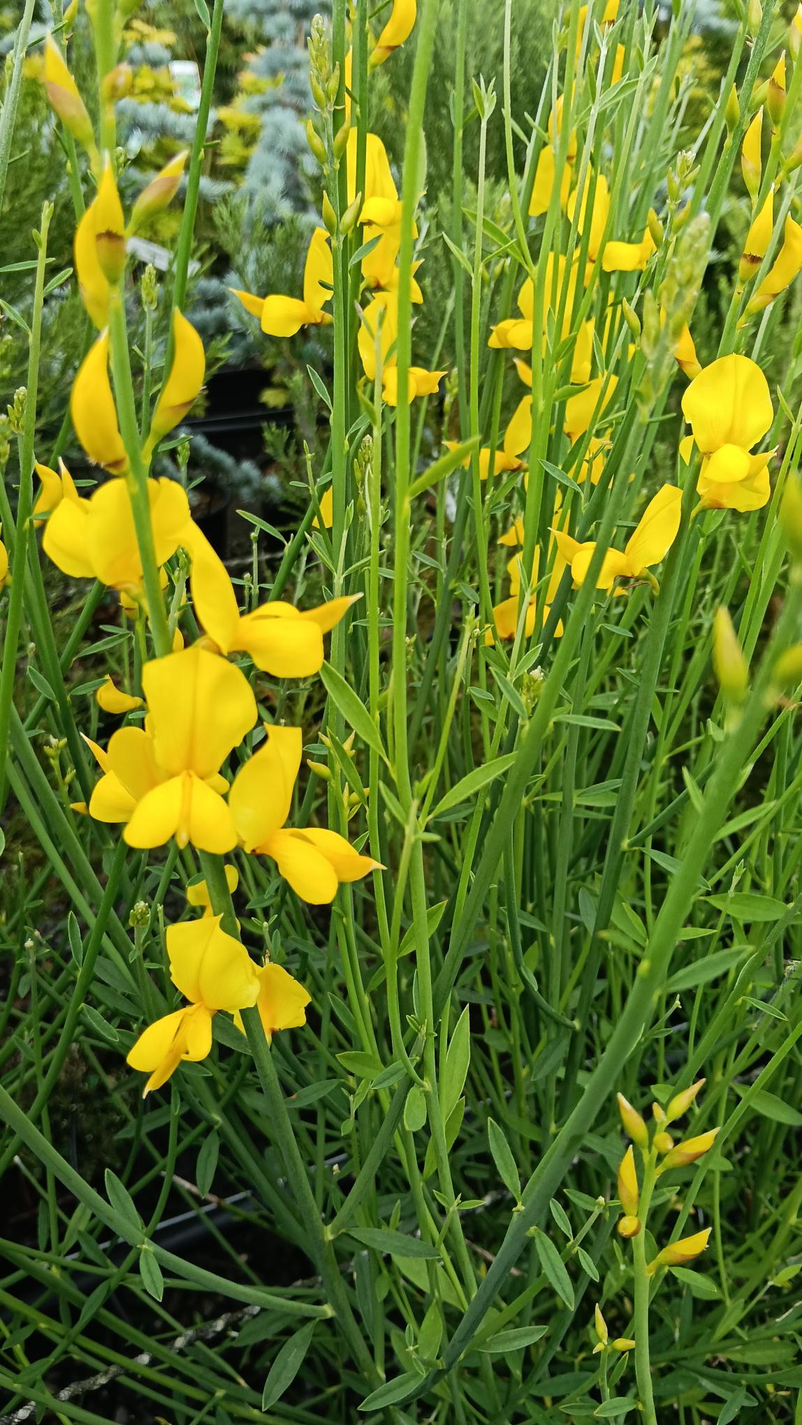 Spartium Junceum (Spanish Broom) - 10L Potted
