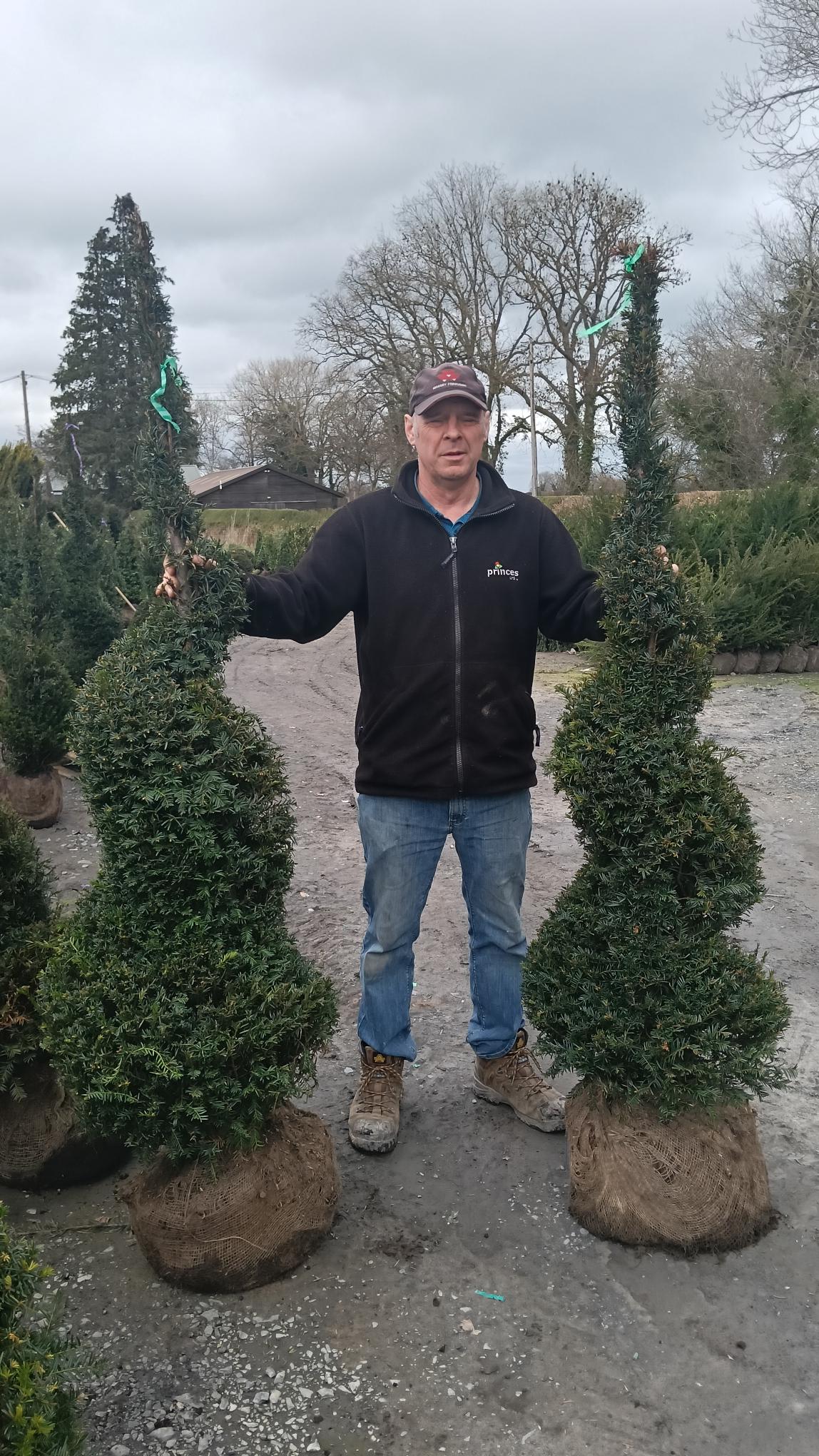 Taxus baccata spirals -150-175cm - Pallet Deal (6) -FREE DELIVERY