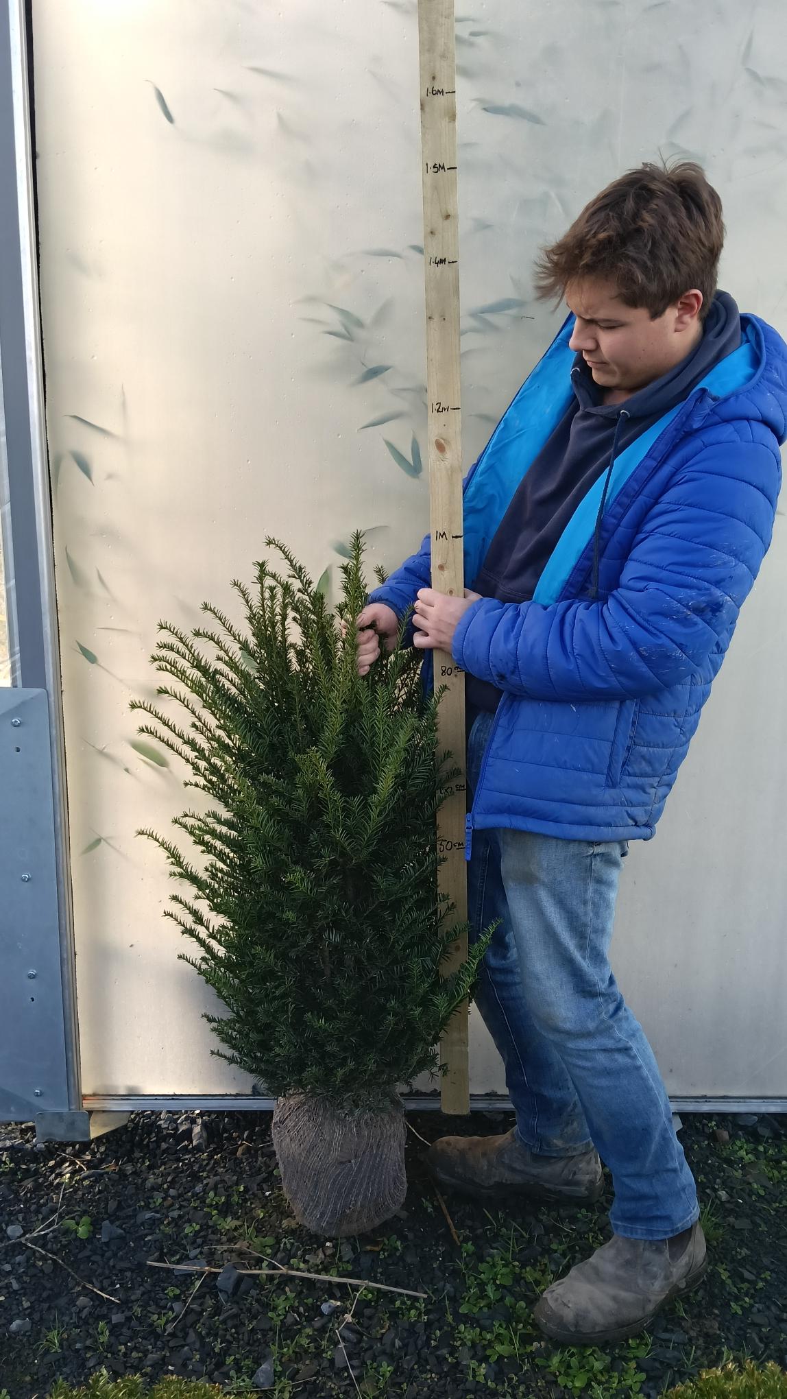 Taxus baccata root balls - 60-80cm (40 ) -Pallet deal -FREE DELIVERY