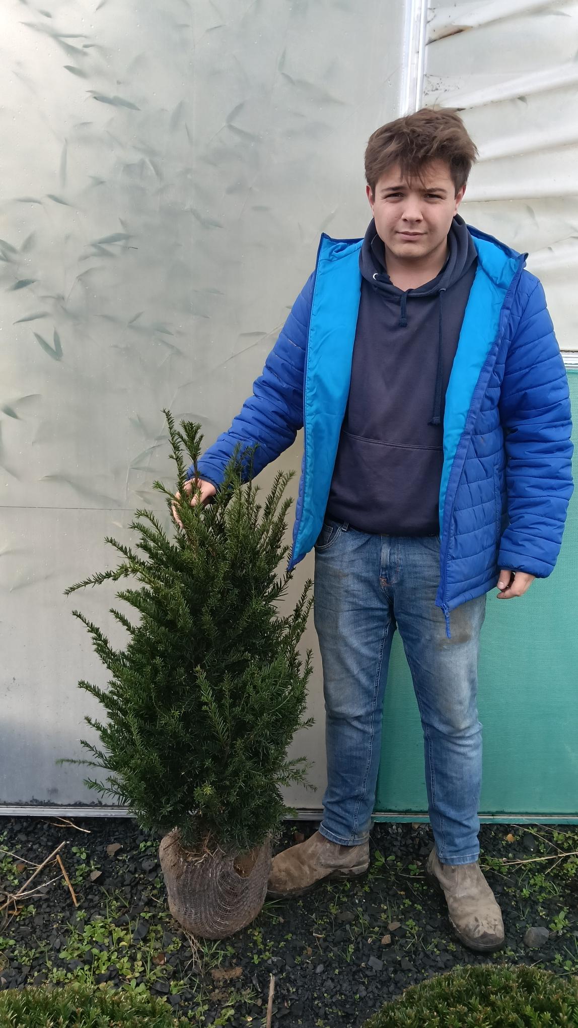 Taxus baccata root balls - 60-80cm (40 ) -Pallet deal -FREE DELIVERY