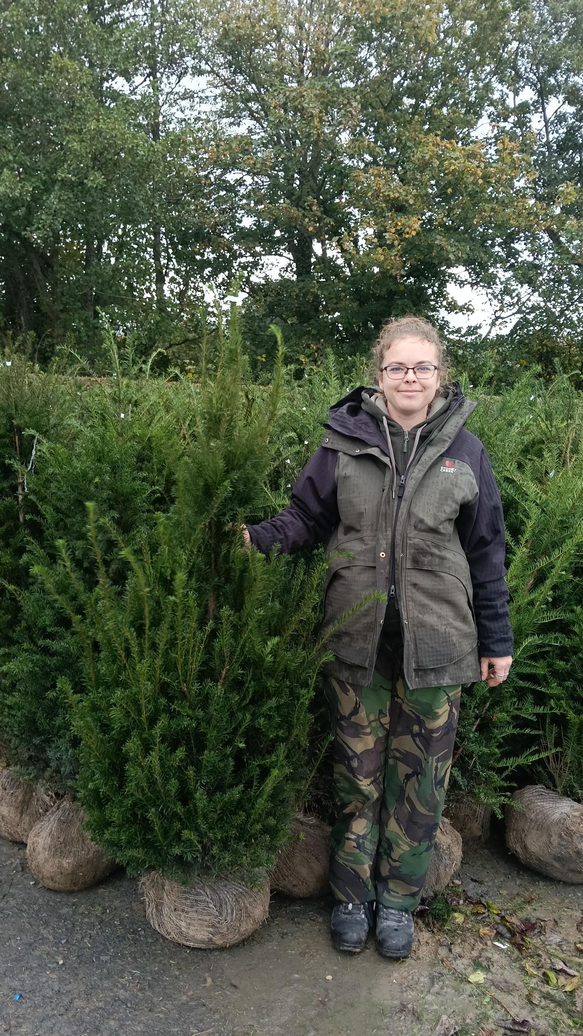Taxus baccata (Yew) - Rootballed