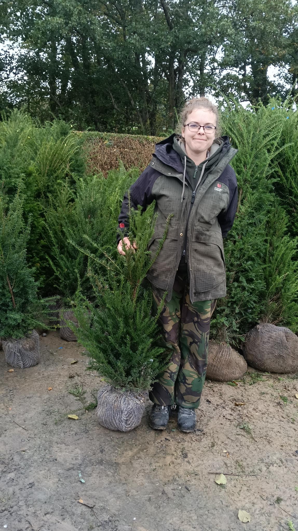 Taxus baccata root balls - 60-80cm (25 ) -Pallet deal -FREE DELIVERY