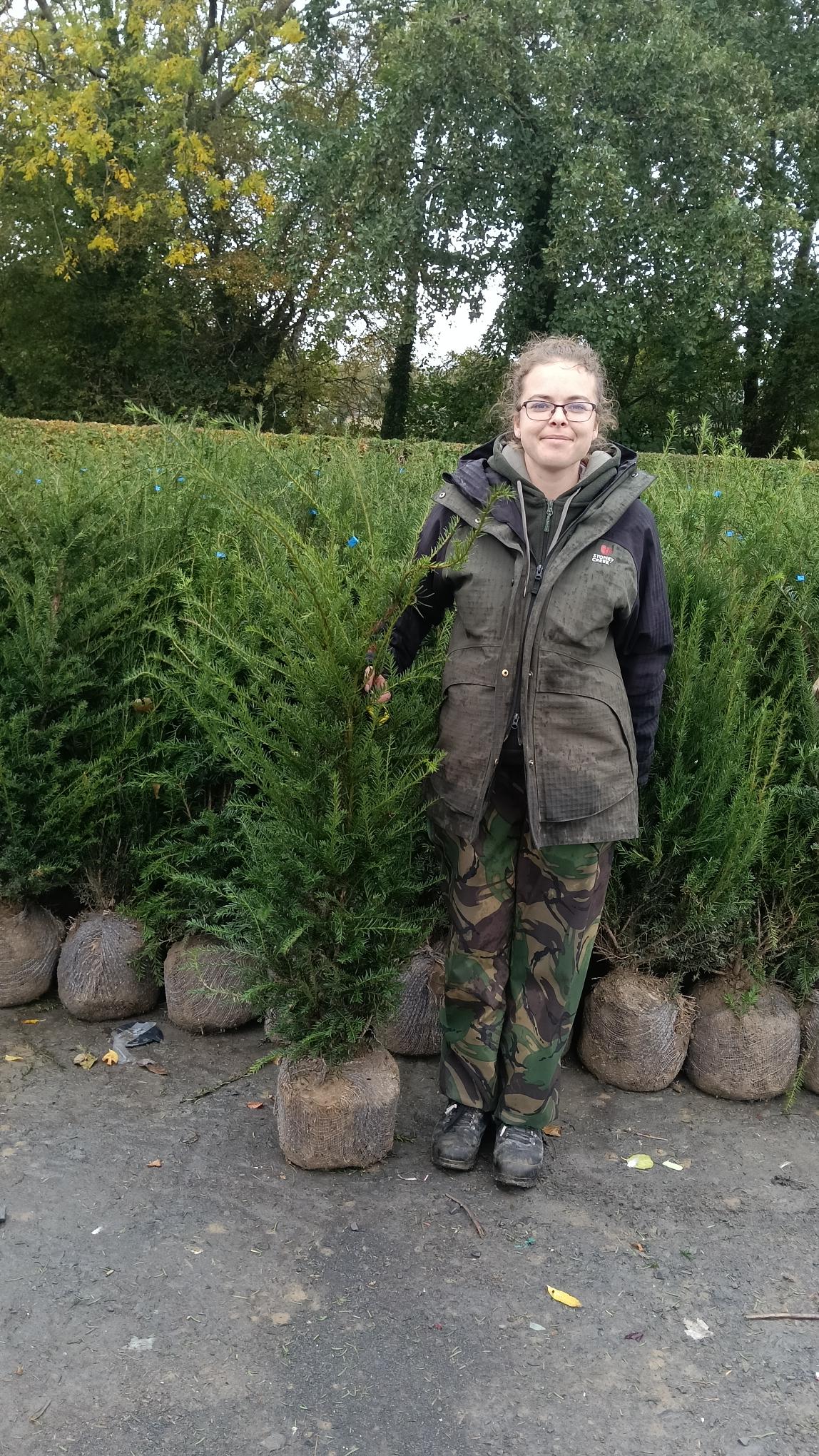 Taxus baccata (Yew) - Rootballed