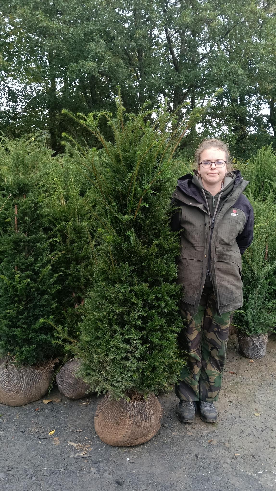 Taxus baccata (Yew) - Rootballed