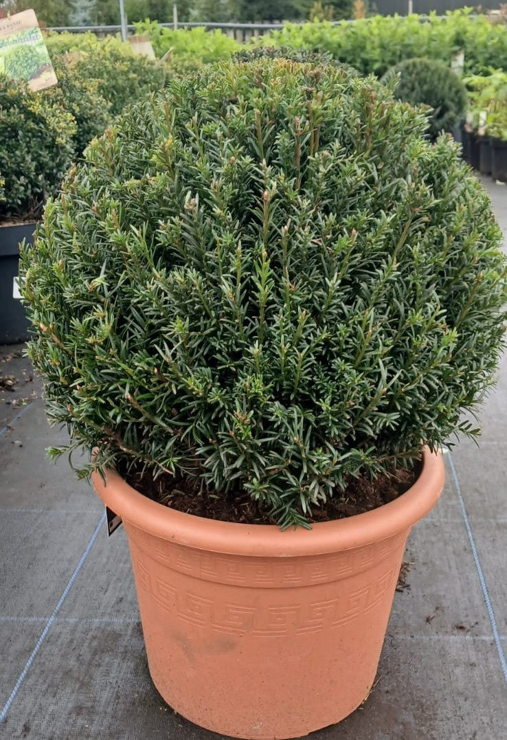 Taxus baccata (Yew) Ball