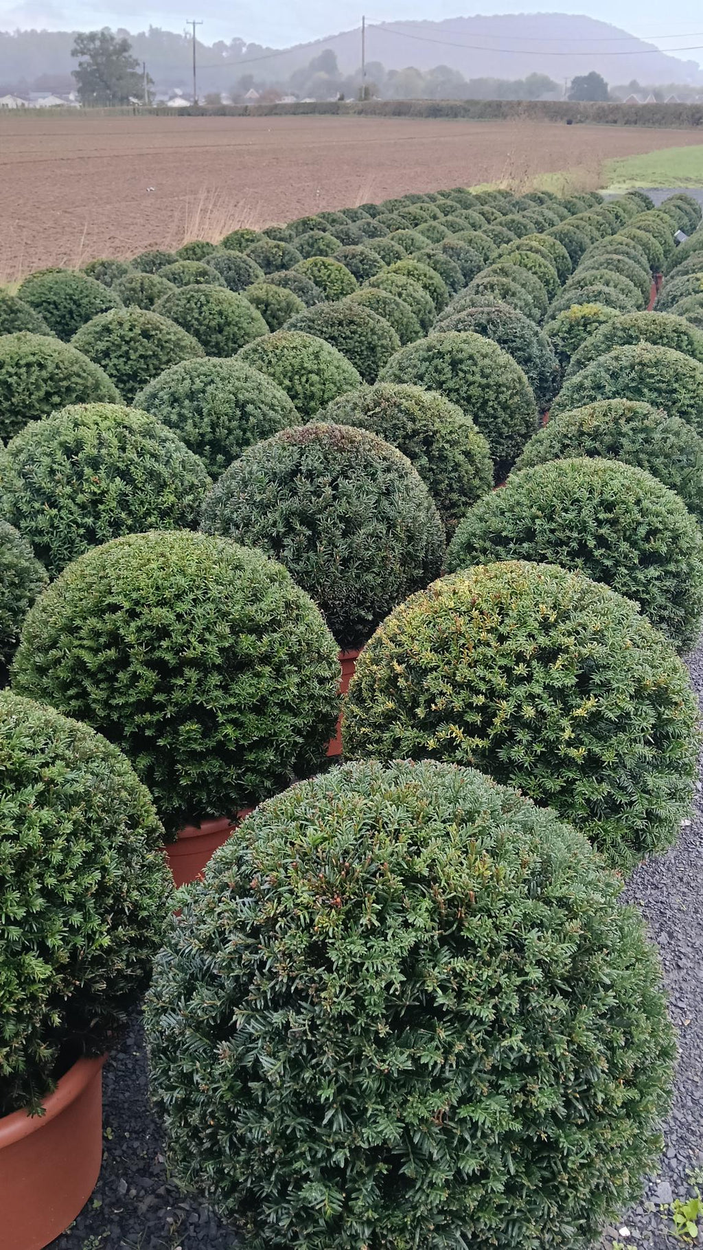 Taxus baccata (Yew) Ball