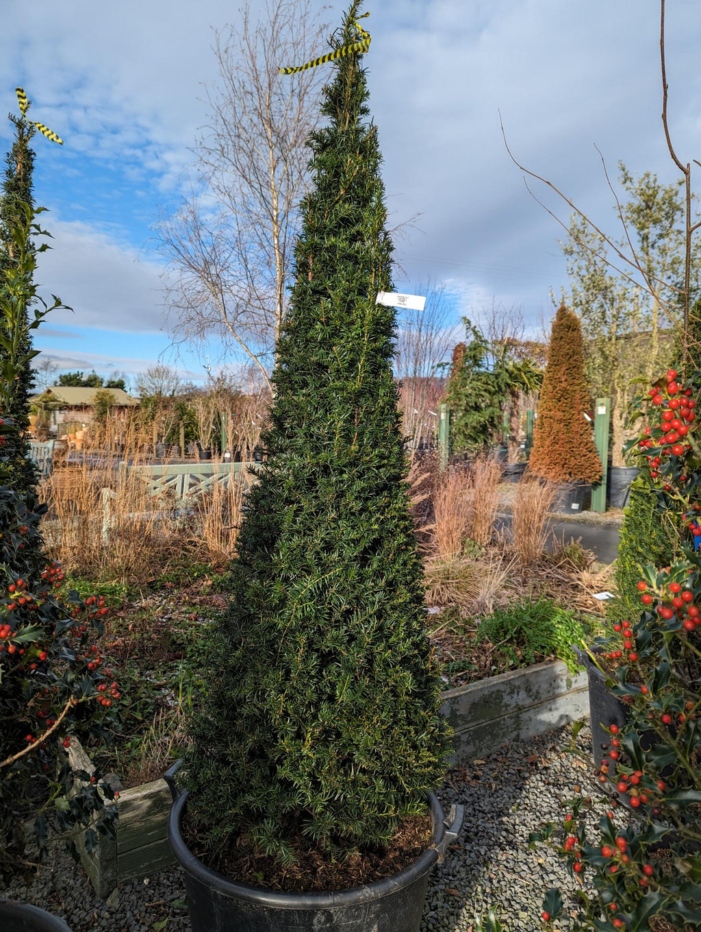 Taxus baccata (Yew) - Cone