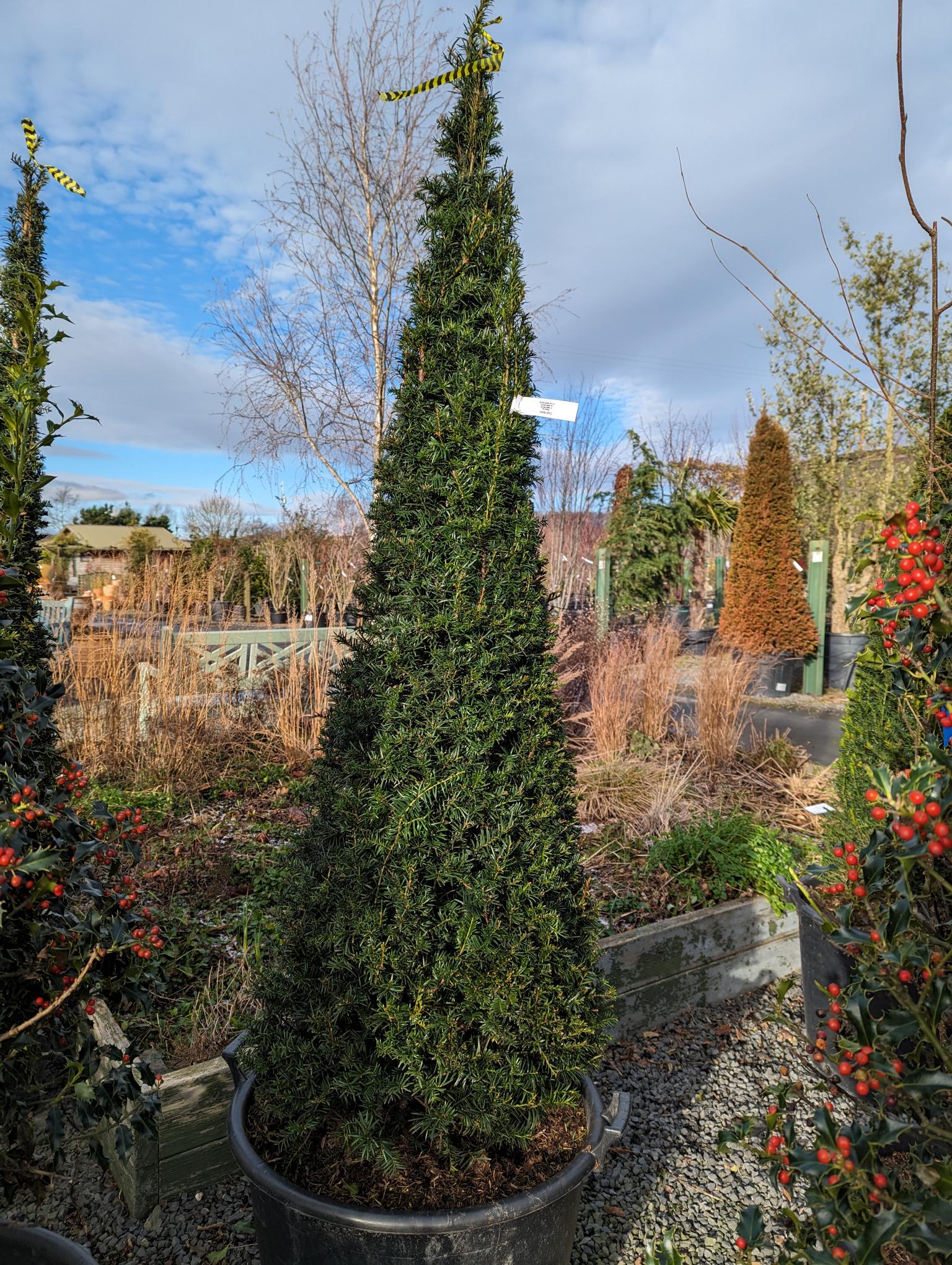 Taxus baccata (Yew) - Cone